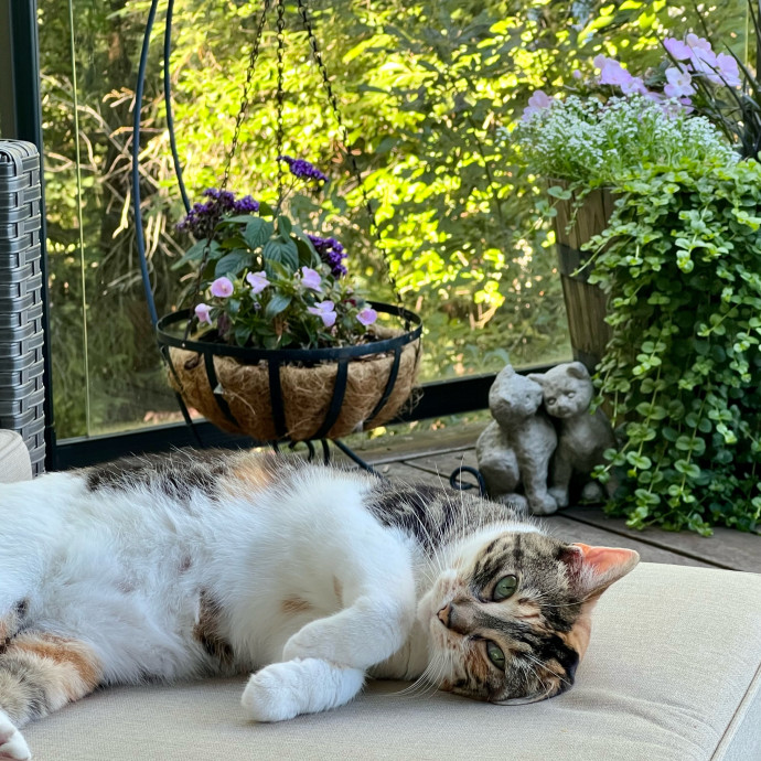 Cat Lover Based In Tigard