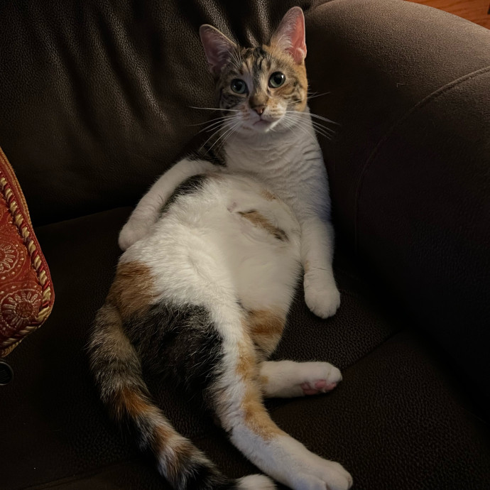 Cat Lover Based In Tigard