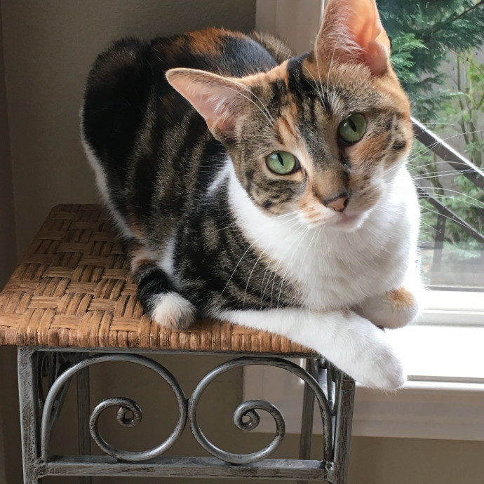 Cat Lover Based In Tigard
