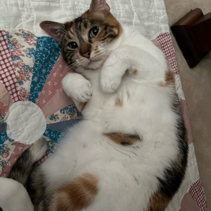 Cat Lover Based In Tigard photo 3