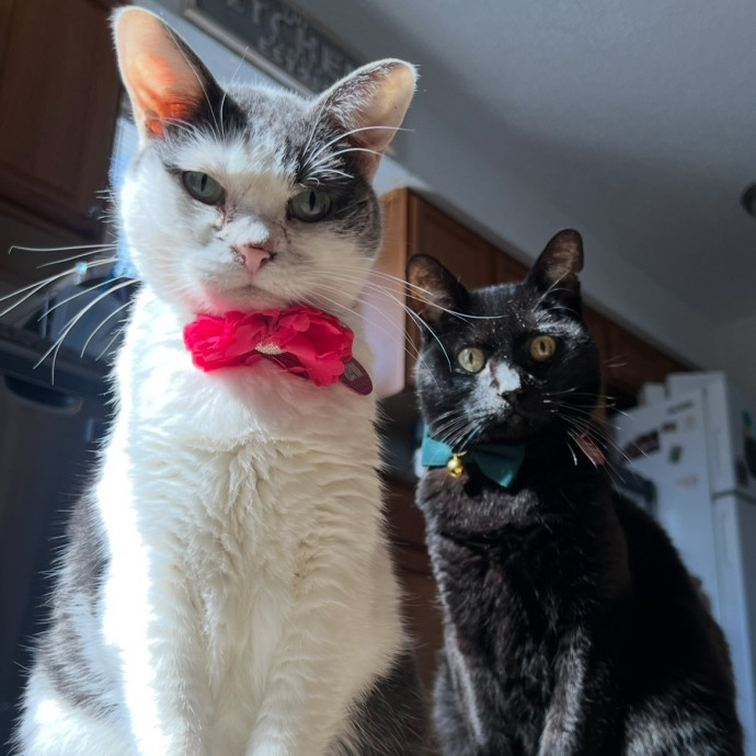 Certified Cat Mom Looking For Cat Bffs
