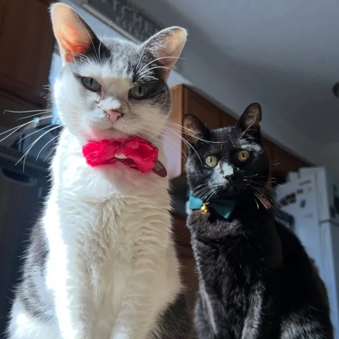 Certified Cat Mom Looking For Cat Bffs