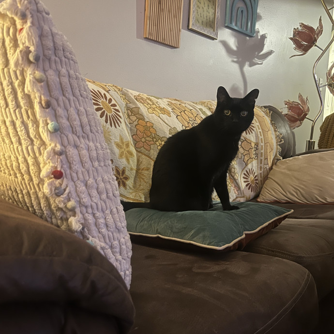 Certified Cat Mom Looking For Cat Bffs
