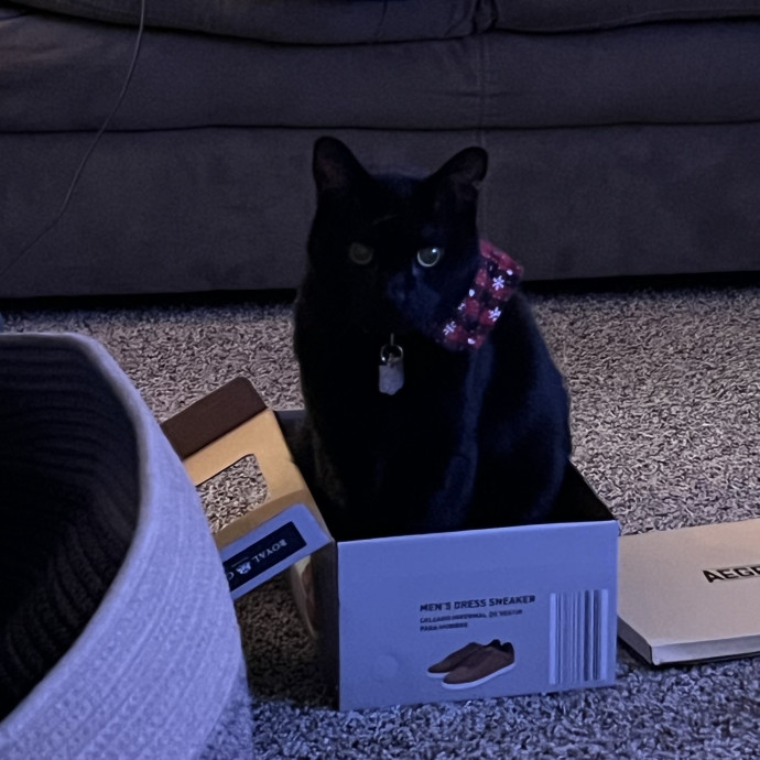 Certified Cat Mom Looking For Cat Bffs