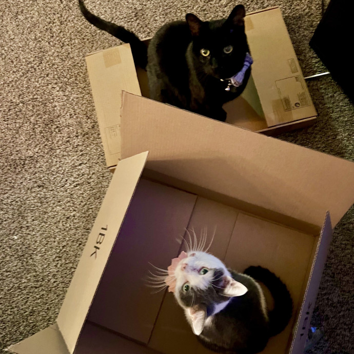Certified Cat Mom Looking For Cat Bffs