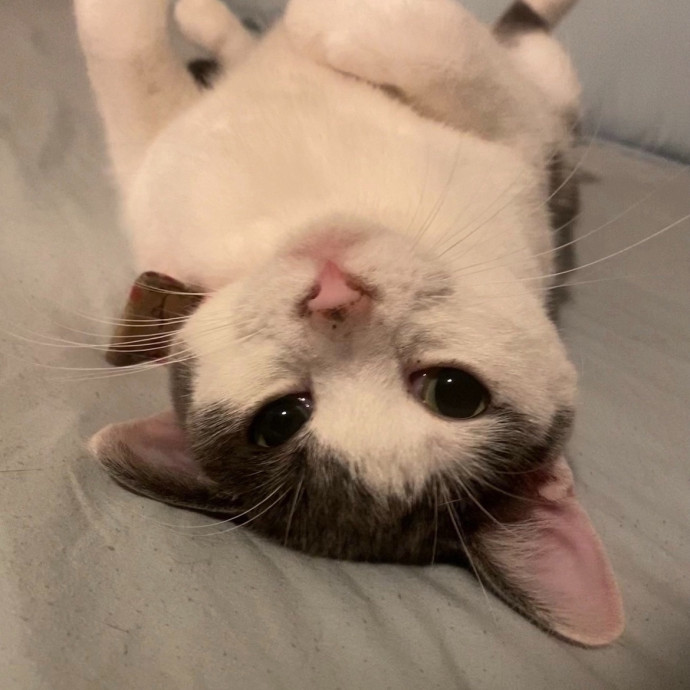 Certified Cat Mom Looking For Cat Bffs