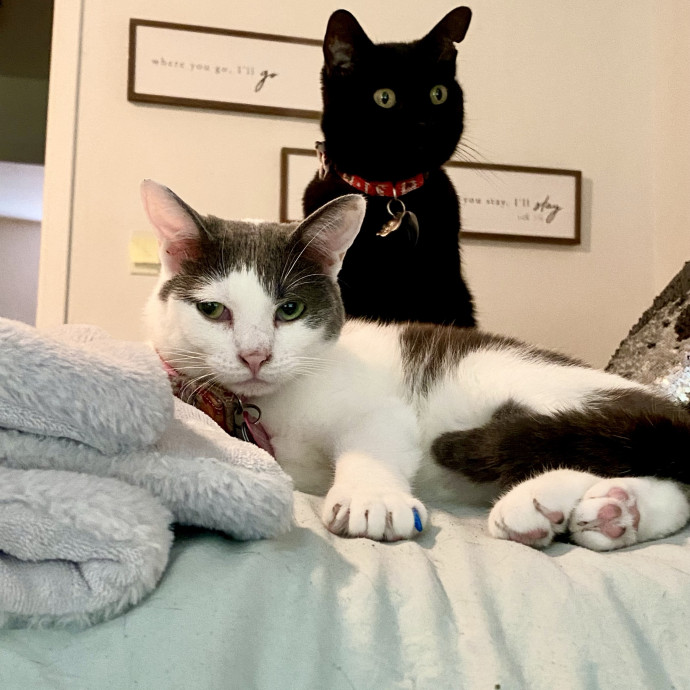 Certified Cat Mom Looking For Cat Bffs photo 3