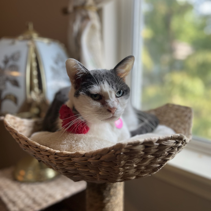 Certified Cat Mom Looking For Cat Bffs photo 2