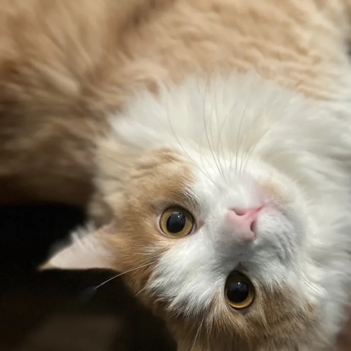 Purrfect Kitty Care