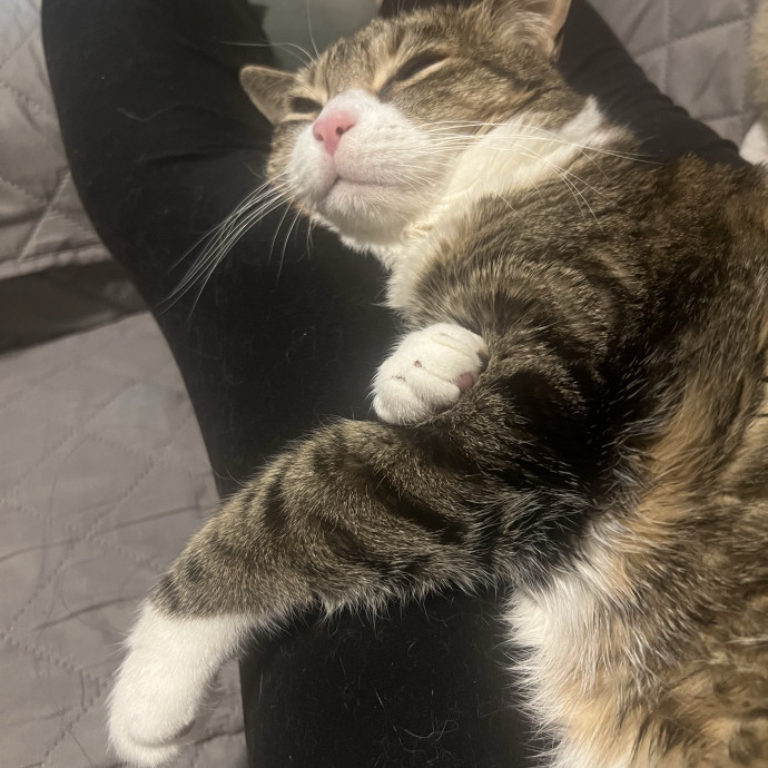 Responsible And Caring Cat Sitter