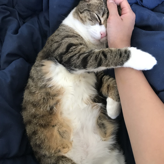 Responsible And Caring Cat Sitter photo 3