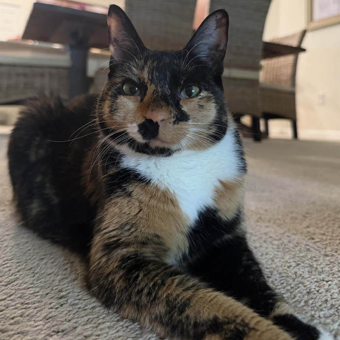Isabella's Purrrfect Care