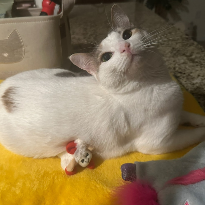 Isabella's Purrrfect Care