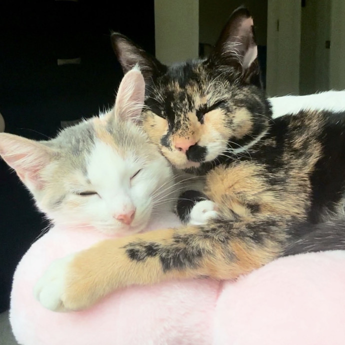 Isabella's Purrrfect Care photo 2