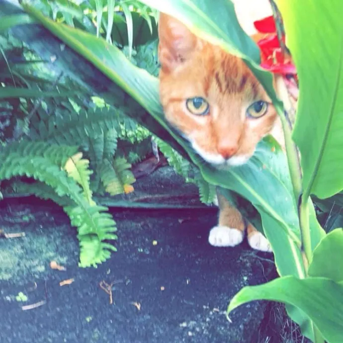 Reliable Stress-Free Cat Sitting