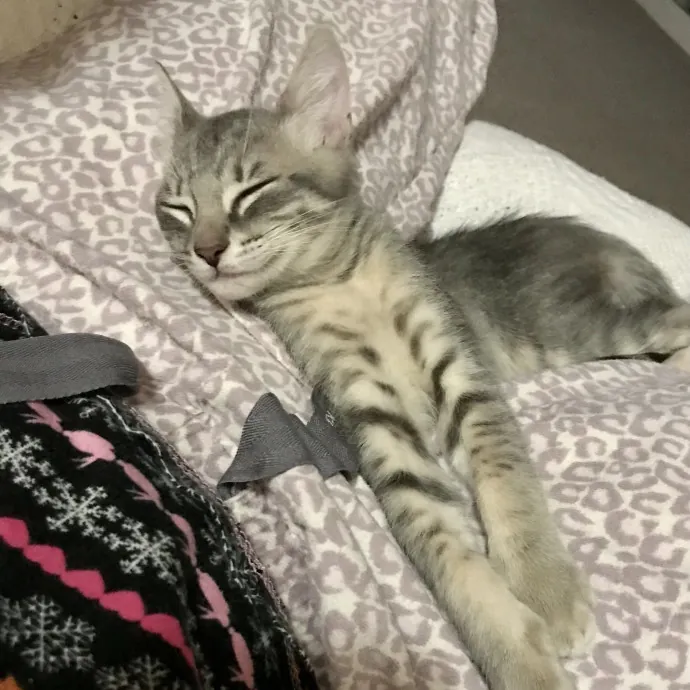Reliable Stress-Free Cat Sitting
