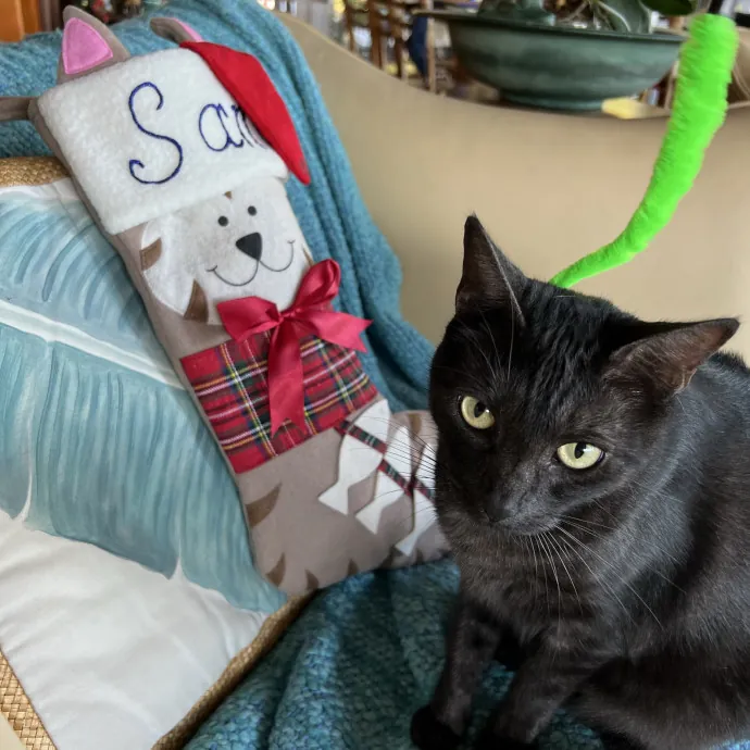 Reliable Stress-Free Cat Sitting
