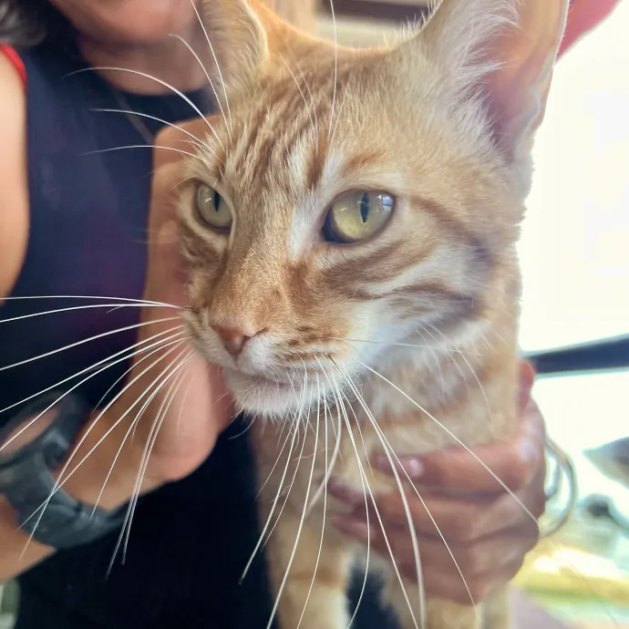 Reliable Stress-Free Cat Sitting