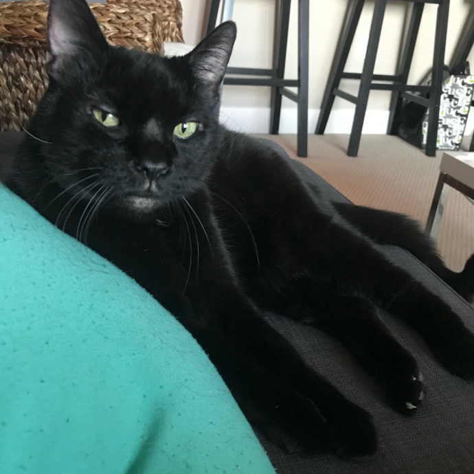 Heather - Diabetic Kitty Momma 