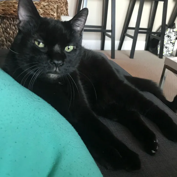 Heather - Diabetic Kitty Momma 
