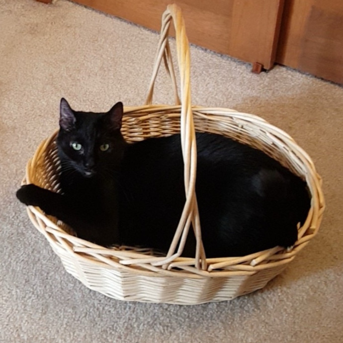 Heather - Diabetic Kitty Momma 