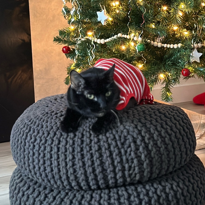 Heather - Diabetic Kitty Momma 