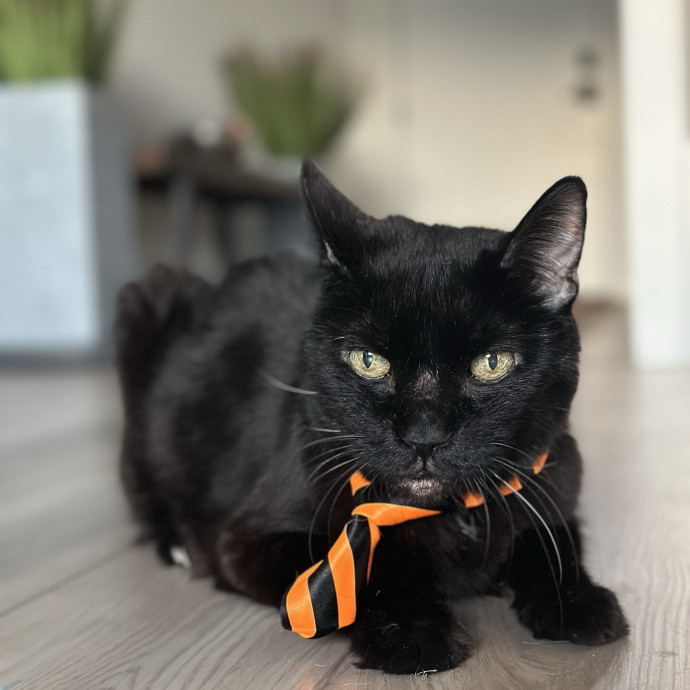 Heather - Diabetic Kitty Momma 