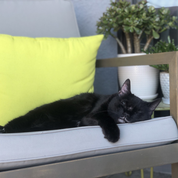 Heather - Diabetic Kitty Momma 