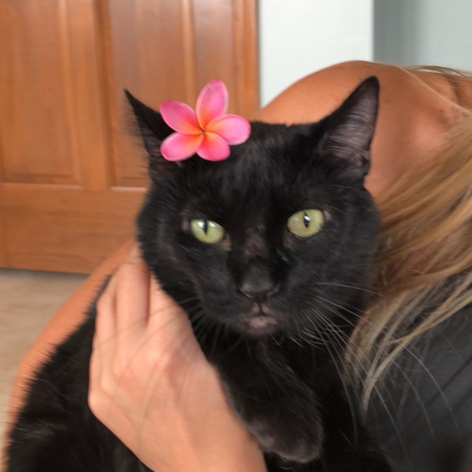 Heather - Diabetic Kitty Momma 