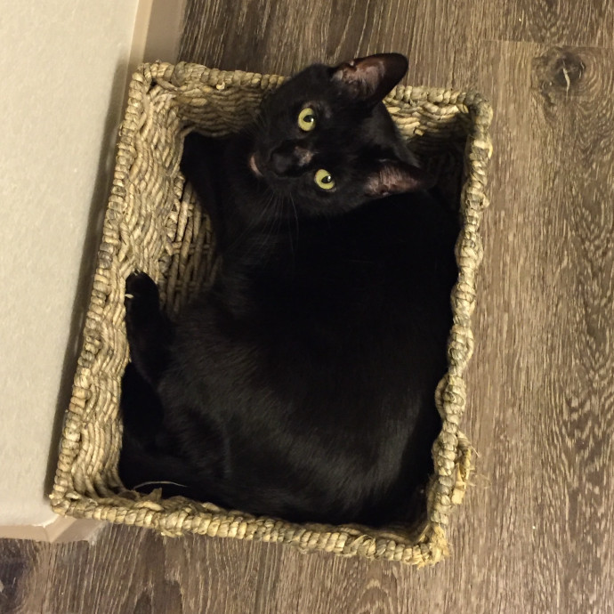 Heather - Diabetic Kitty Momma 