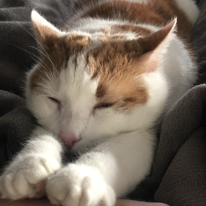 Heather - Diabetic Kitty Momma 