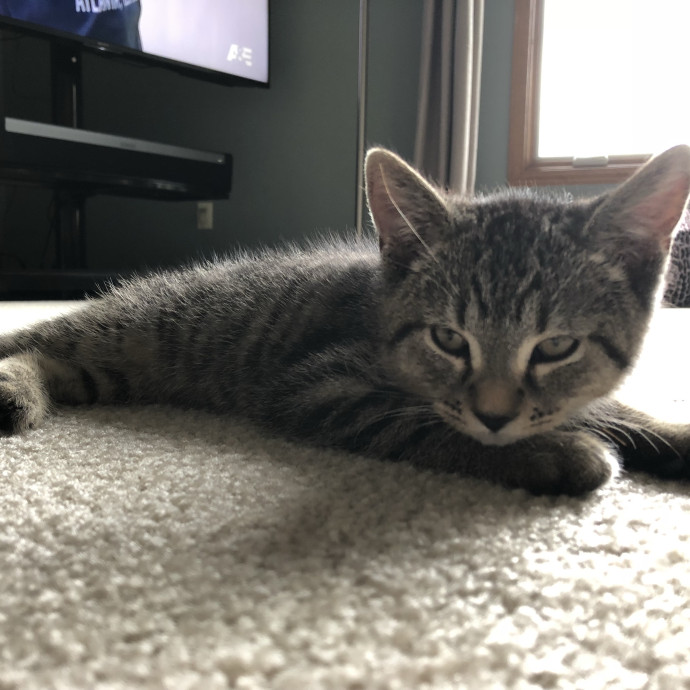 Heather - Diabetic Kitty Momma 