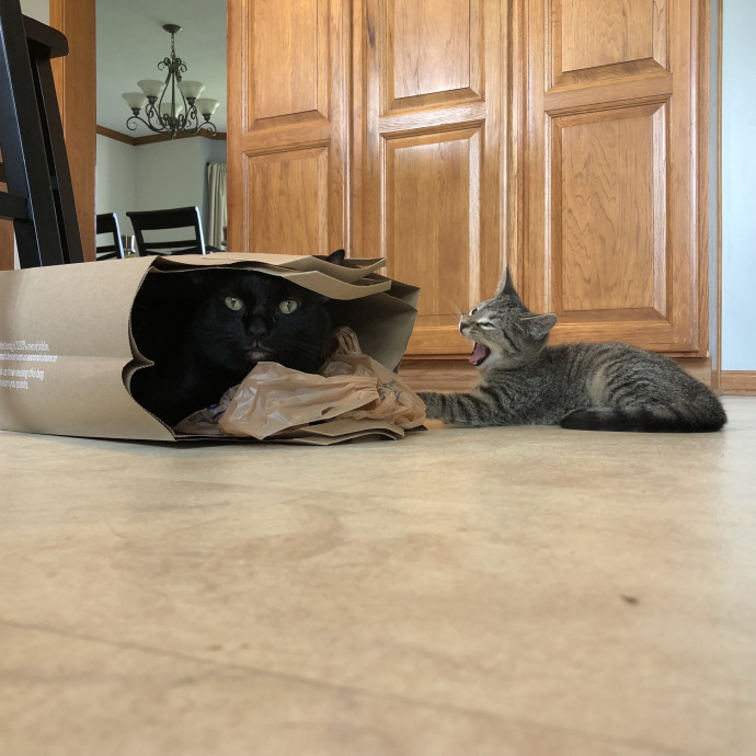 Heather - Diabetic Kitty Momma 