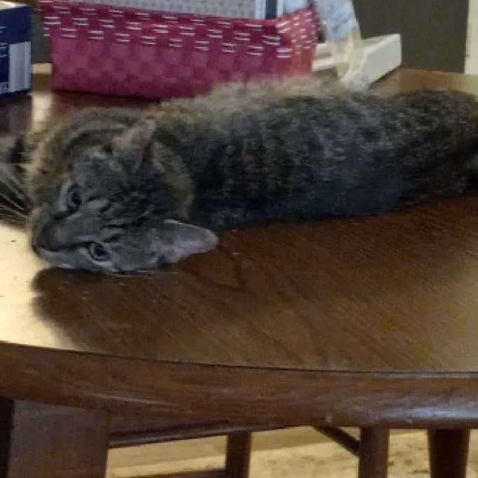 Purr-Fectly Reliable Cat Care