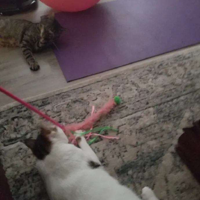 Purr-Fectly Reliable Cat Care