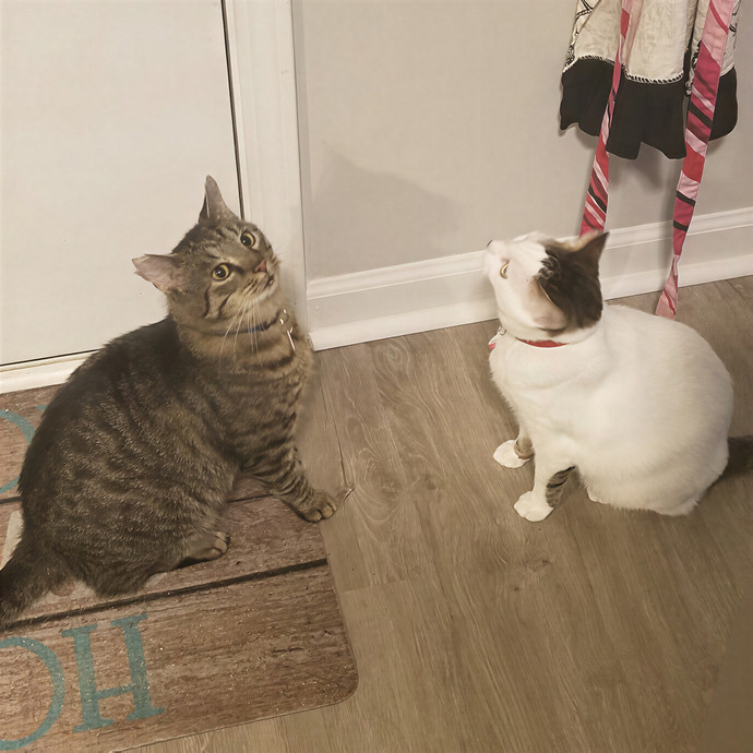 Purr-Fectly Reliable Cat Care