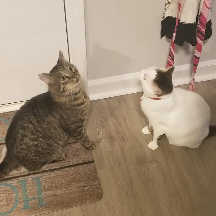 Purr-Fectly Reliable Cat Care
