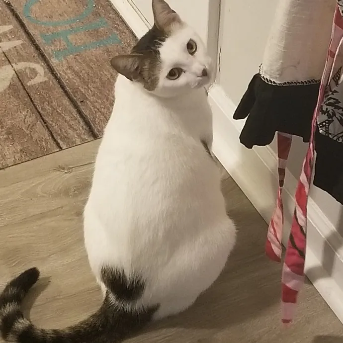 Purr-Fectly Reliable Cat Care