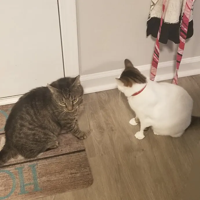 Purr-Fectly Reliable Cat Care