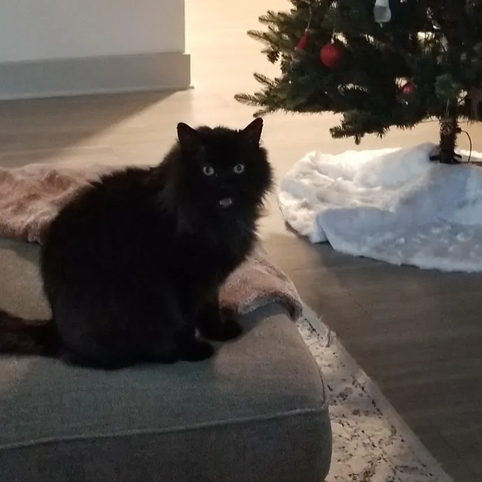 Purr-Fectly Reliable Cat Care