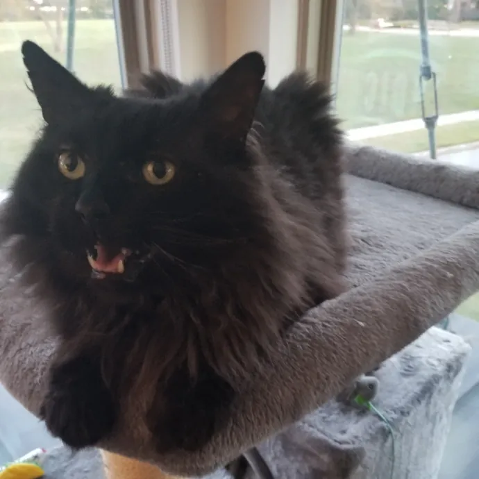 Purr-Fectly Reliable Cat Care