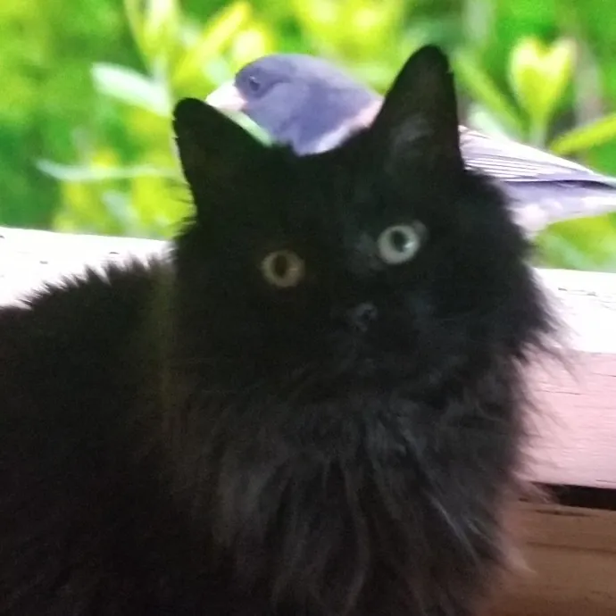 Purr-Fectly Reliable Cat Care