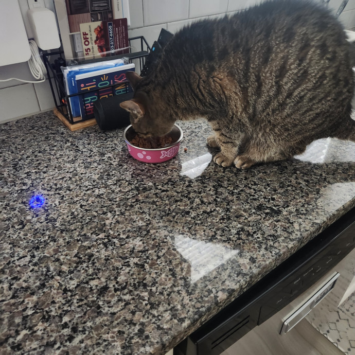 Purr-Fectly Reliable Cat Care