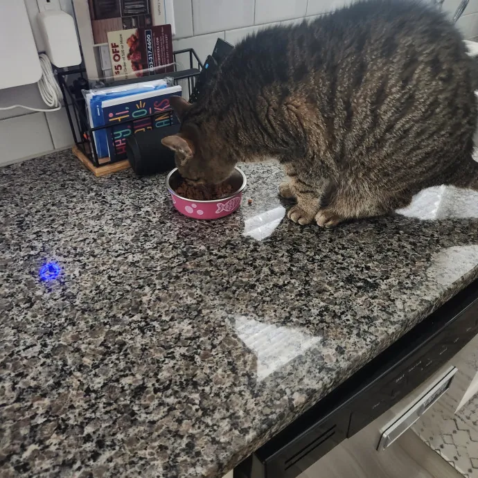 Purr-Fectly Reliable Cat Care