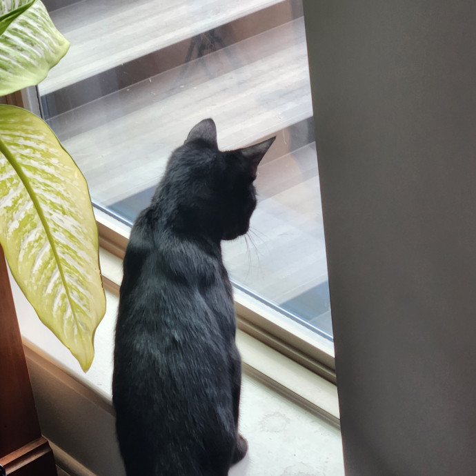 Purr-Fectly Reliable Cat Care