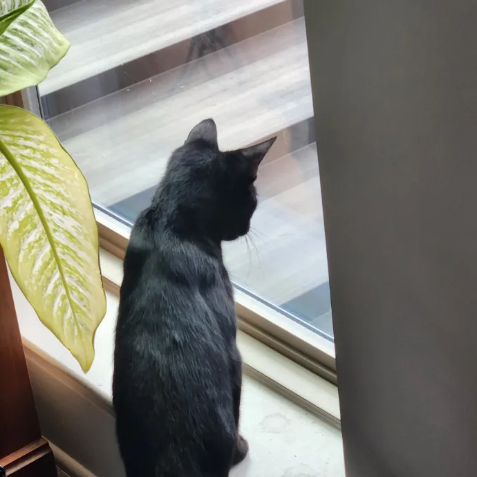 Purr-Fectly Reliable Cat Care