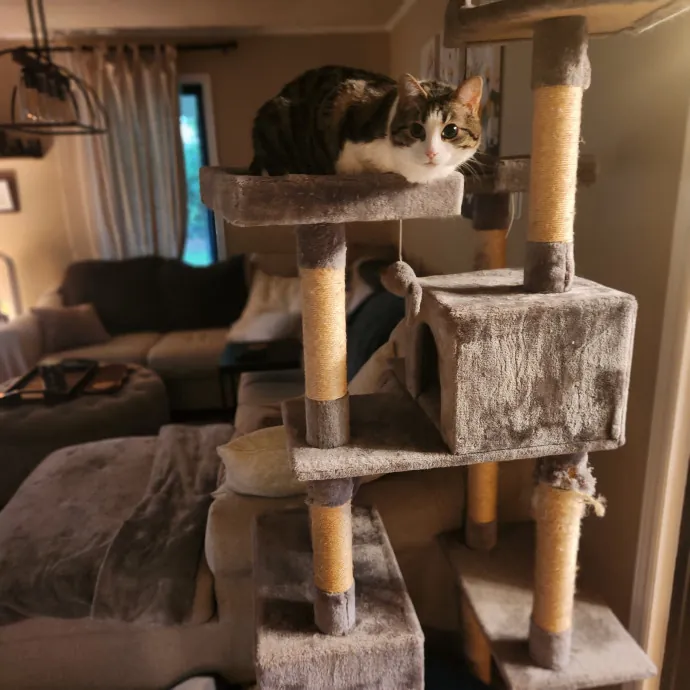 Purr-Fectly Reliable Cat Care