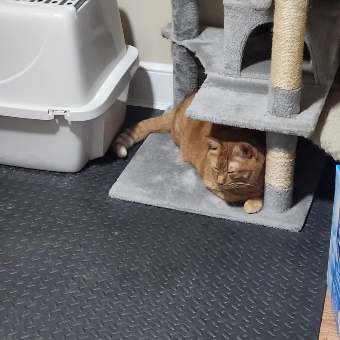 Purr-Fectly Reliable Cat Care