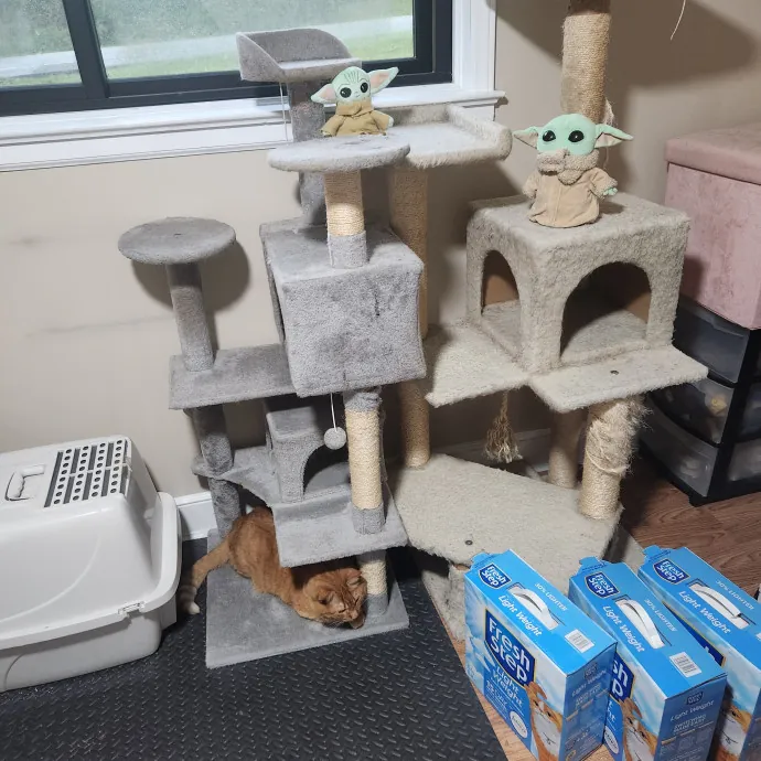 Purr-Fectly Reliable Cat Care