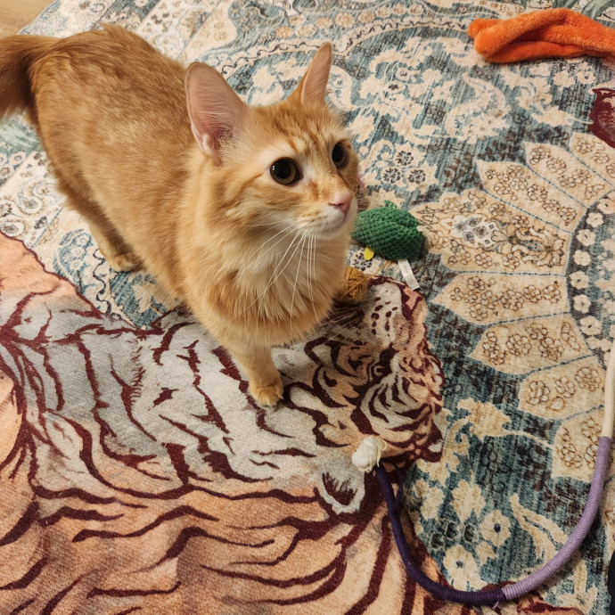 Purr-Fectly Reliable Cat Care